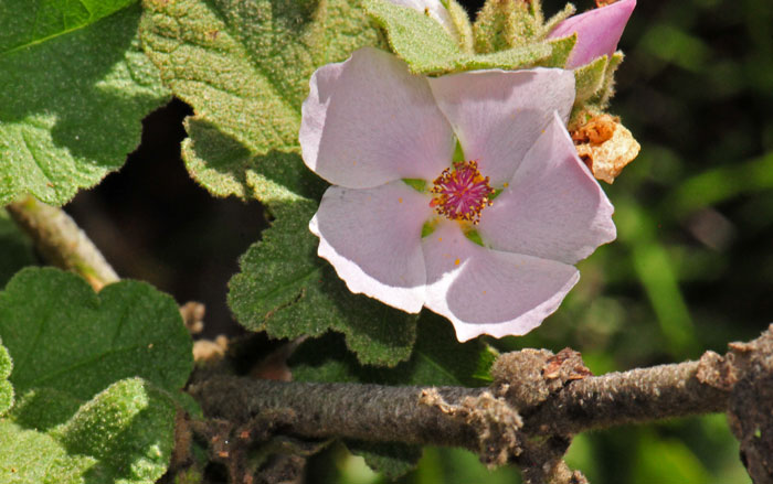 Malacothamnus fasciculatus, Bush Mallow Malacothamnus fasciculatus, Bush Mallow